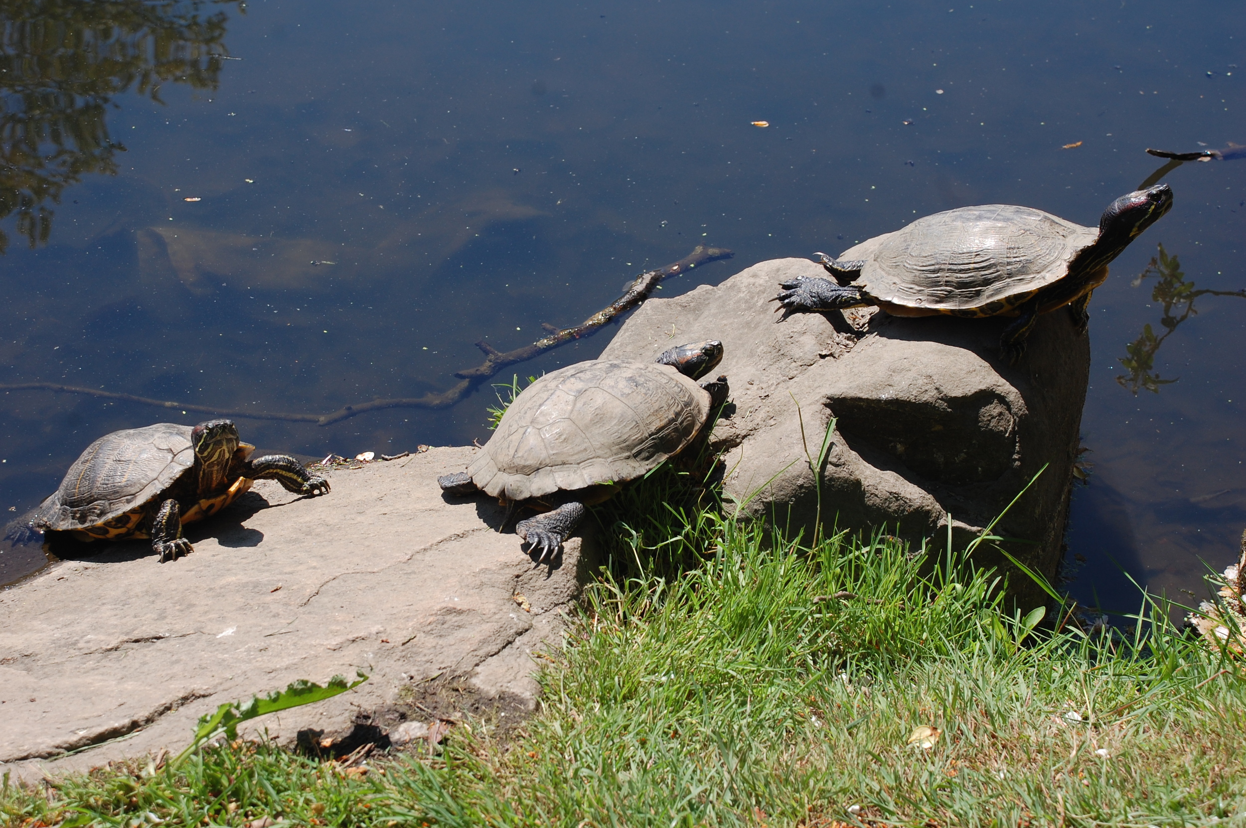 Eastern painted turtle (left) and red-eared sliders basking in the Spring sun. Photo by Cynthia Ehlinger.