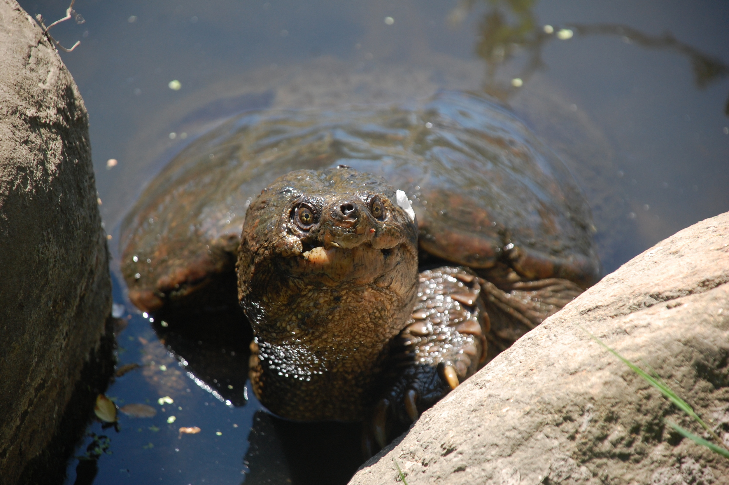Inquisitive snapping turtle. PHOTO BY CYNTHIA EHLINGER.