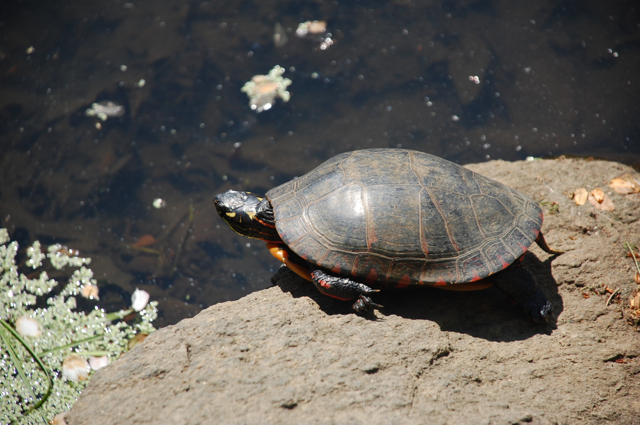 A female Eastern painted basks on a rock. Photo by Cynthia Ehlinger.