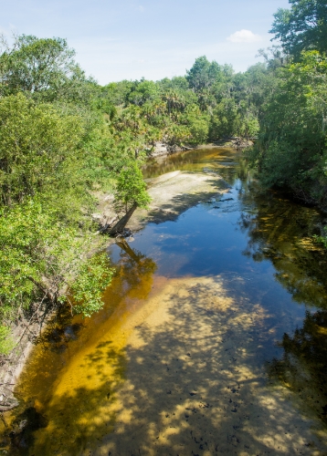 Alafia River. Photo by Bruce D. Colin.