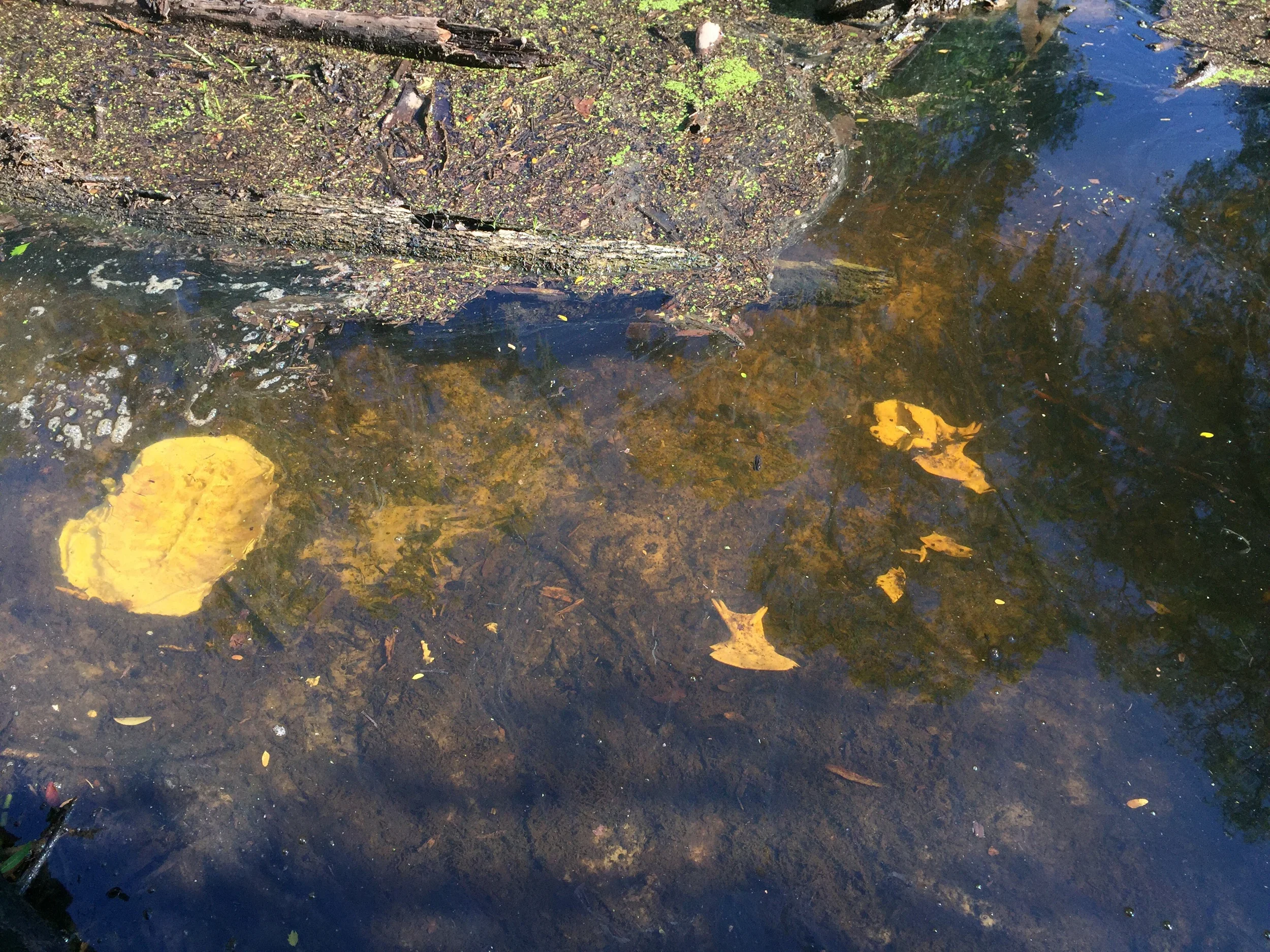 Deceased and disartiulated Florida softshell turtle. 