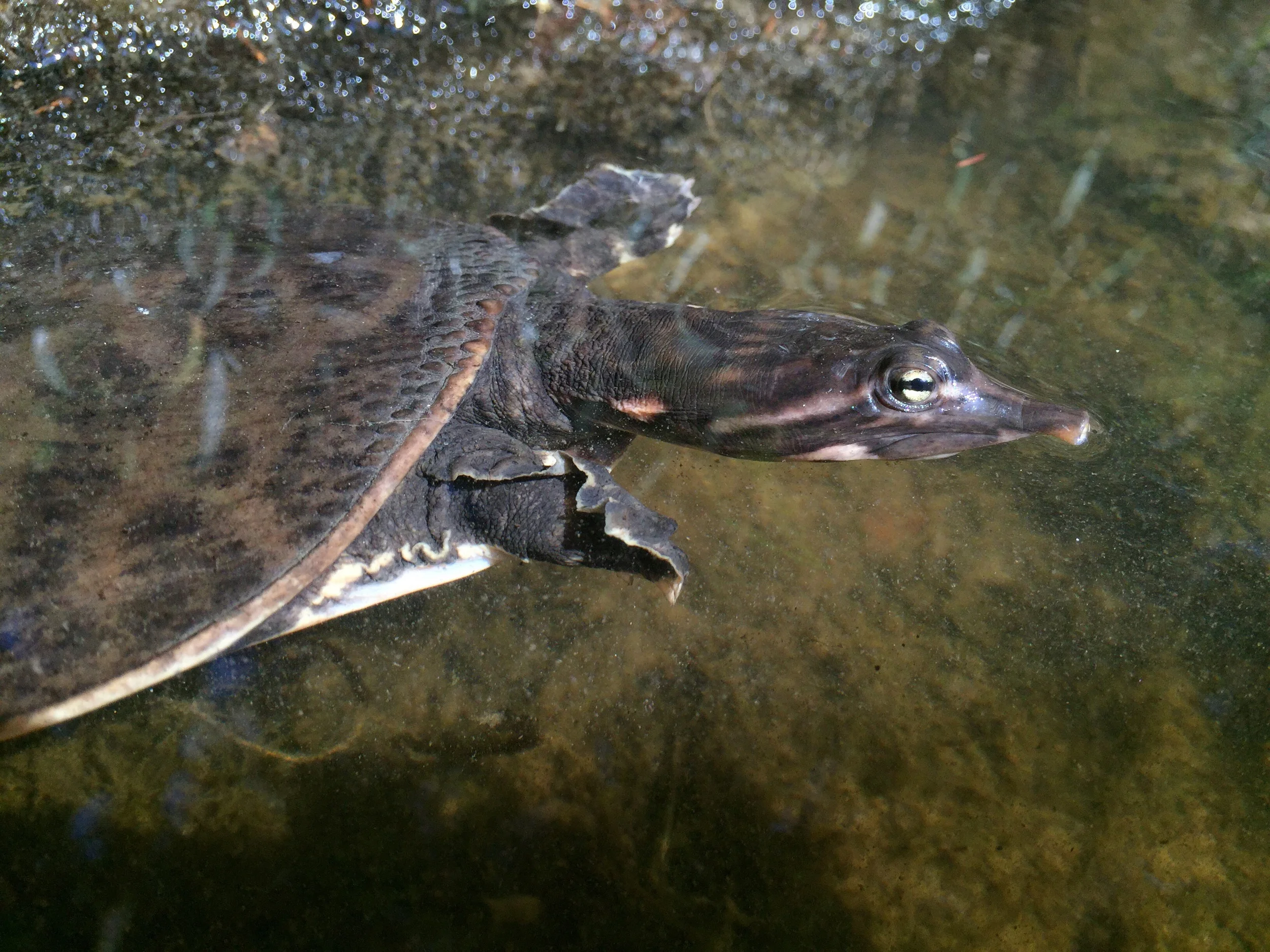 A lucky capture of a juvenile Florida softshell turtle.