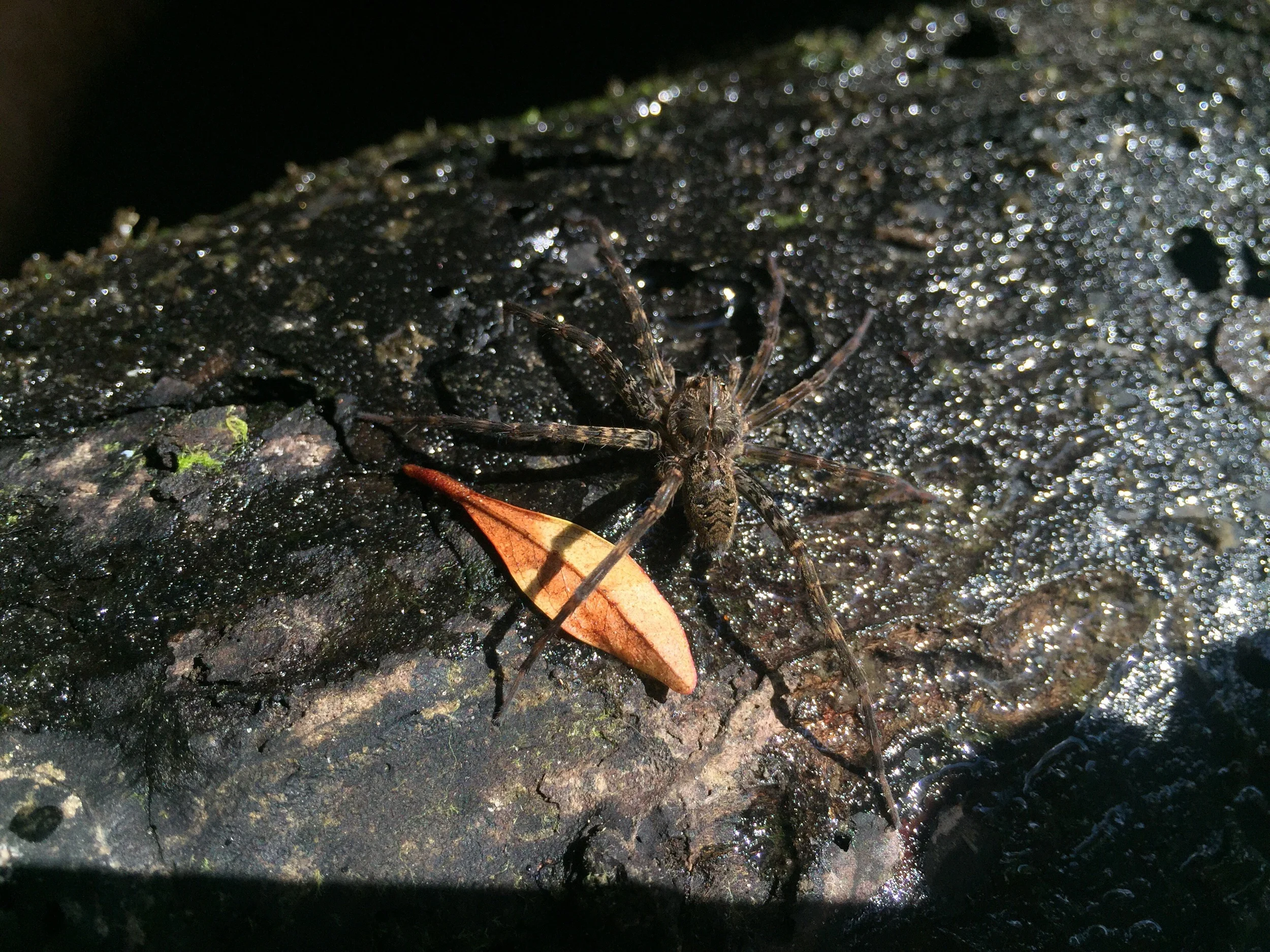 Okeefenokee fishing spider.