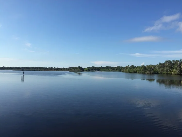 Turtle Survey Day Five