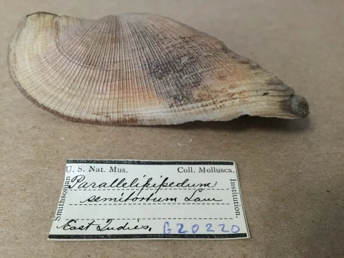 Propeller shells and taxonomic notes