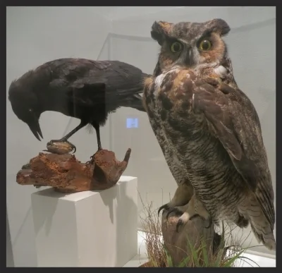 Bird Brains