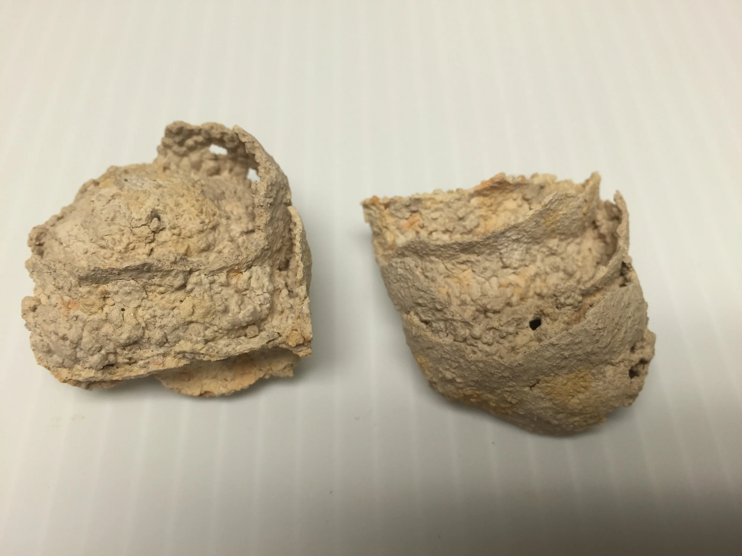 Paul Howes' wasp nest in 2015; broken in two pieces and crumbling.