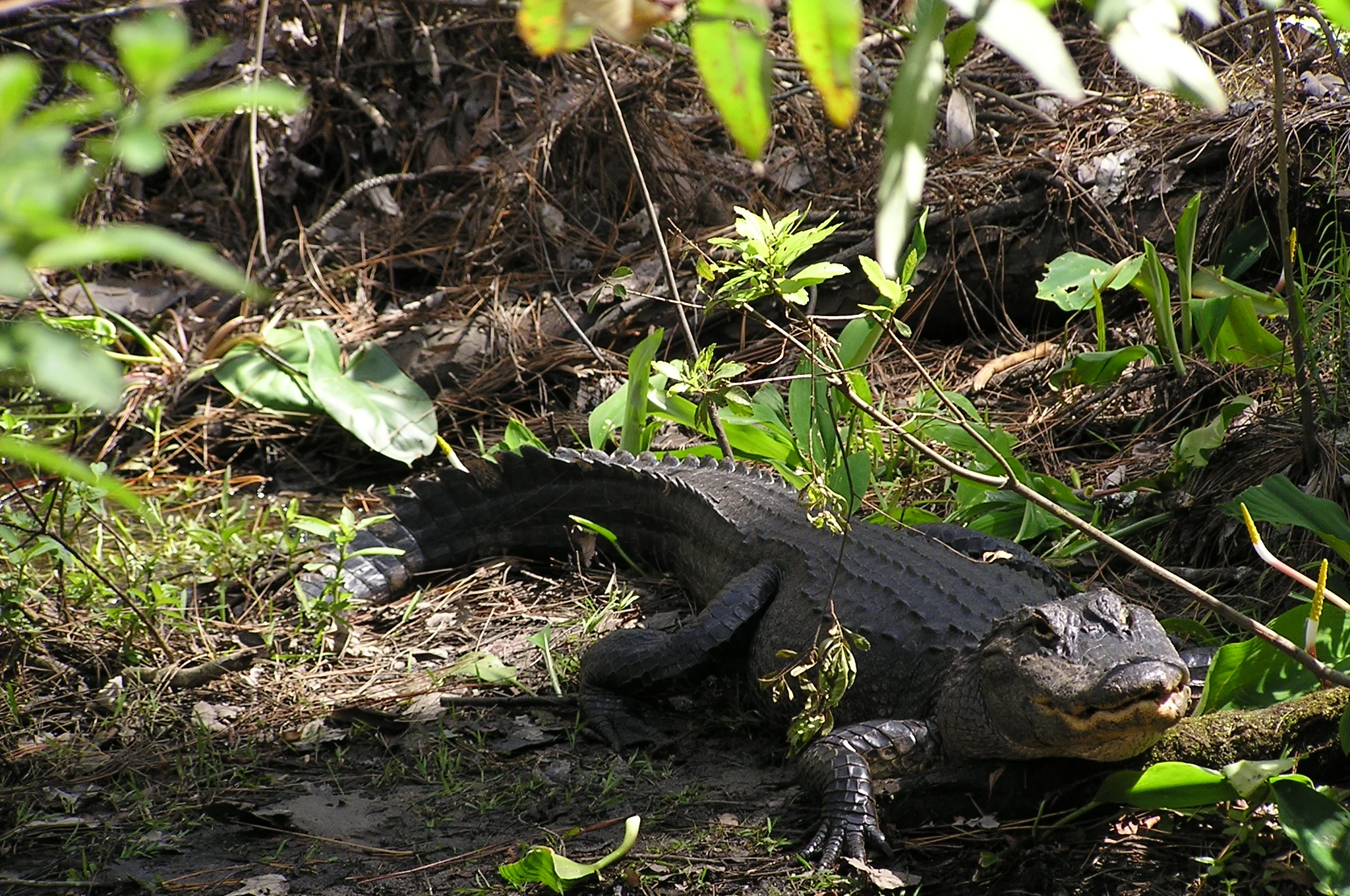 Photo by Tim Walsh Alligators can dig impressive burrows using their snout and their tails. They shelter in these burrows when the weather is cold enough for dormancy.