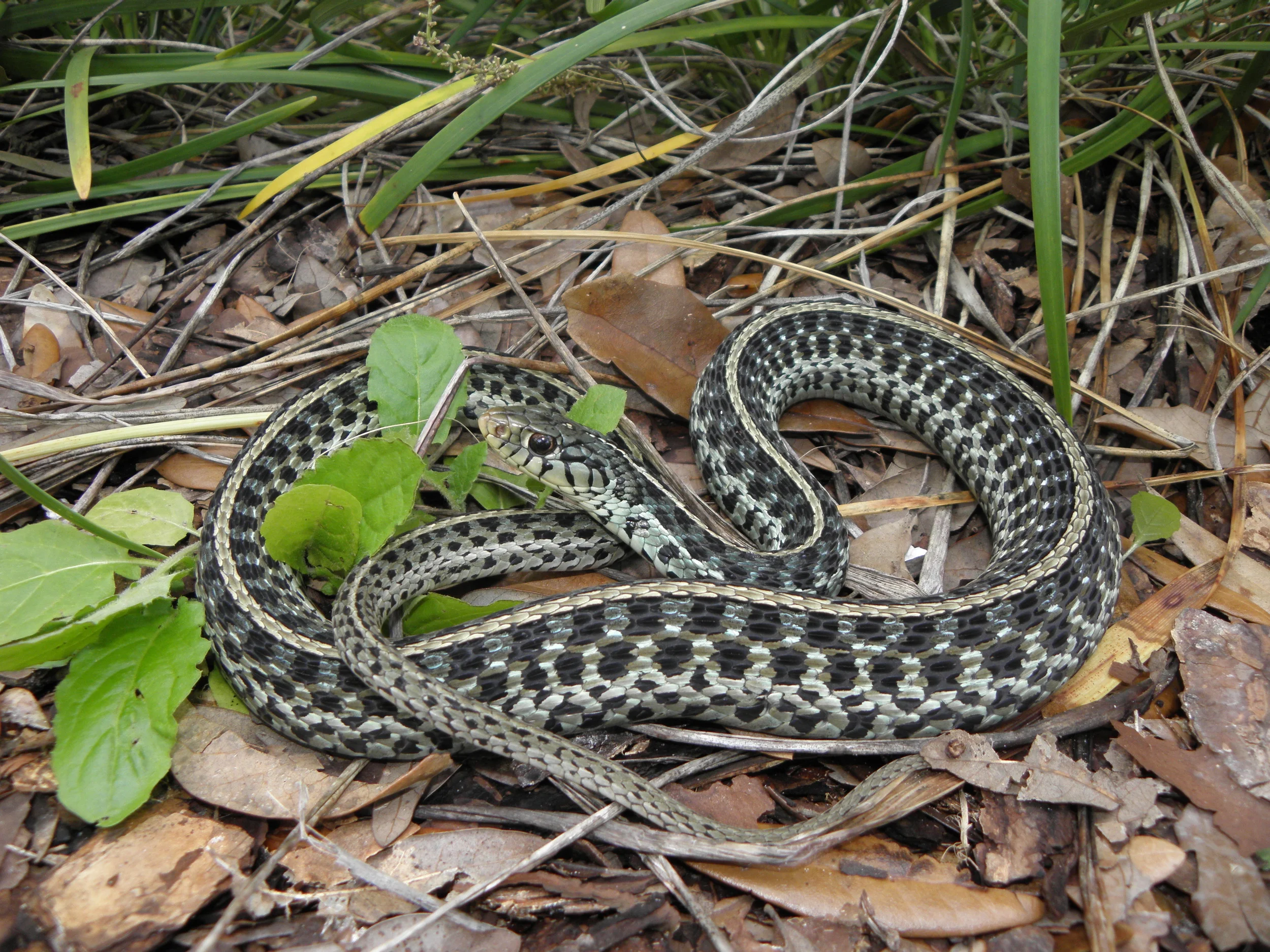 Photo by Tim Walsh Up to half of garter snakes will die during the winter, even among those who are sheltered.