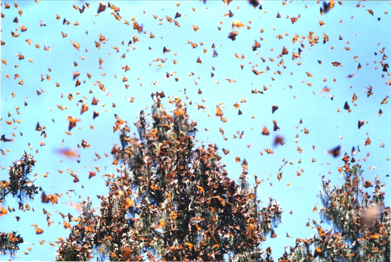 Photo by Raina Kumra. Monarchs cluster in the thousands at overwintering locations.