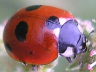 Ladybugs in search of somewhere to overwinter can sometimes swarm into houses. If left alone, they will depart again in the spring.