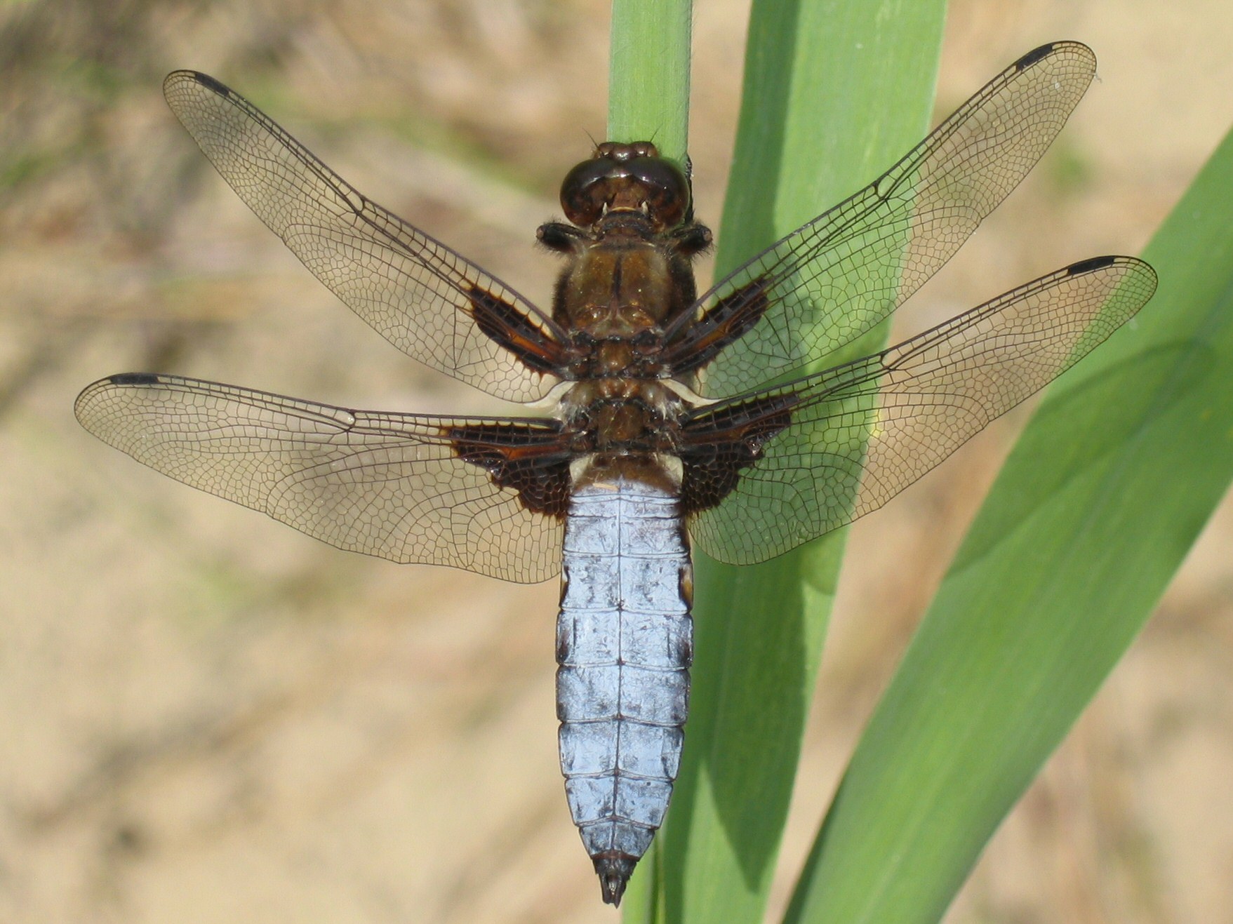 Insects are ectothermic. They do not create their own body heat.