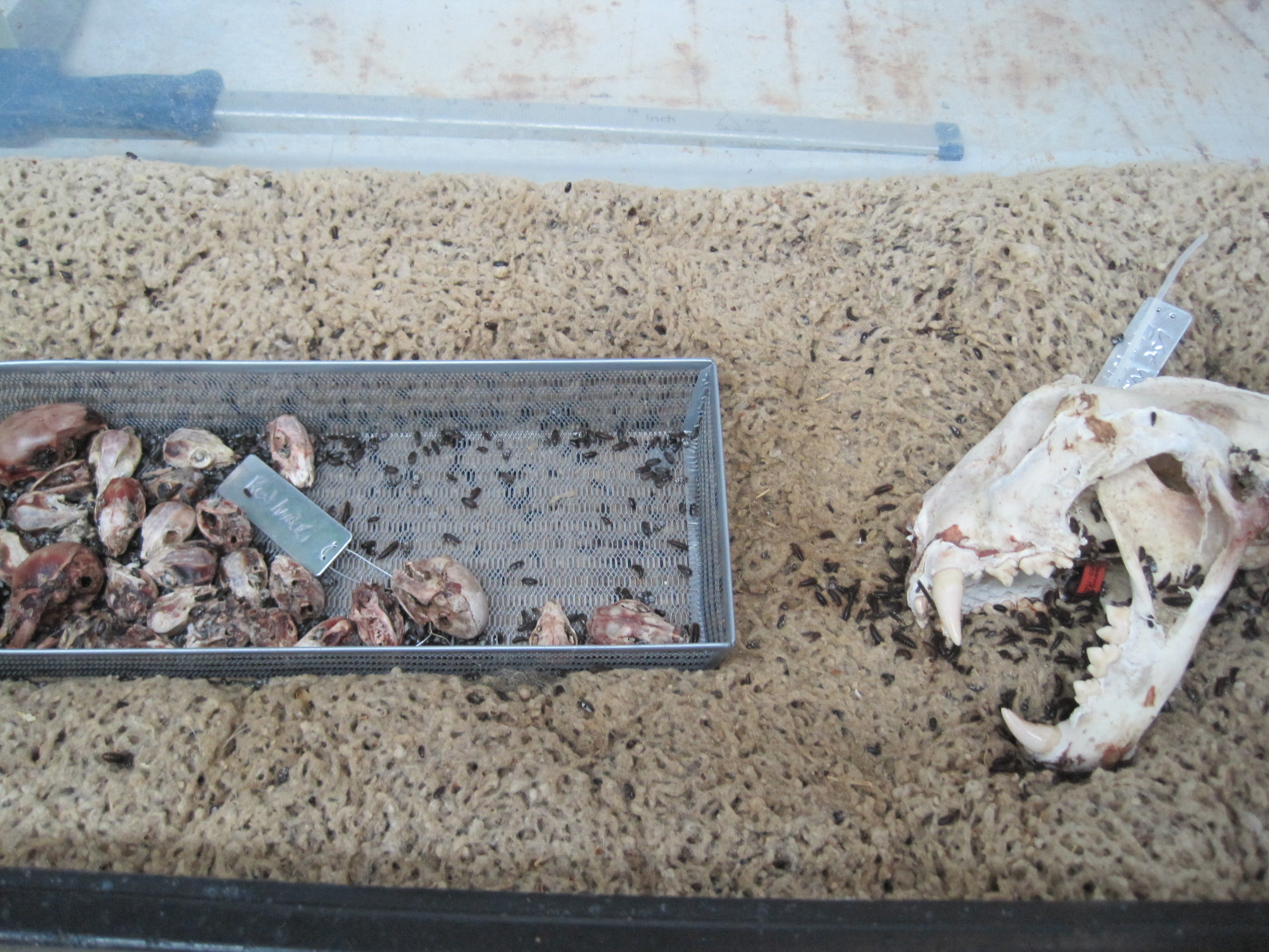 Image by JimJones1971. In this picture, dermestid beetles are cleaning many skulls at once.