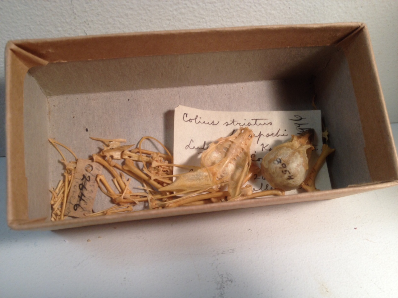 The skeletons we clean will end up like this mousbird, carefully labeled and stored in the Bruce Museum collections.