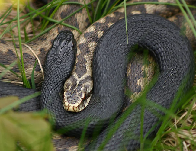Photo by Malene Thyssen These two snakes are European adders. One shows normal colors and the other is a melanistic variant.