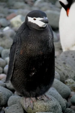 This is a melanistic chinstrap penguin. Normal penguins of this species have white bellies.