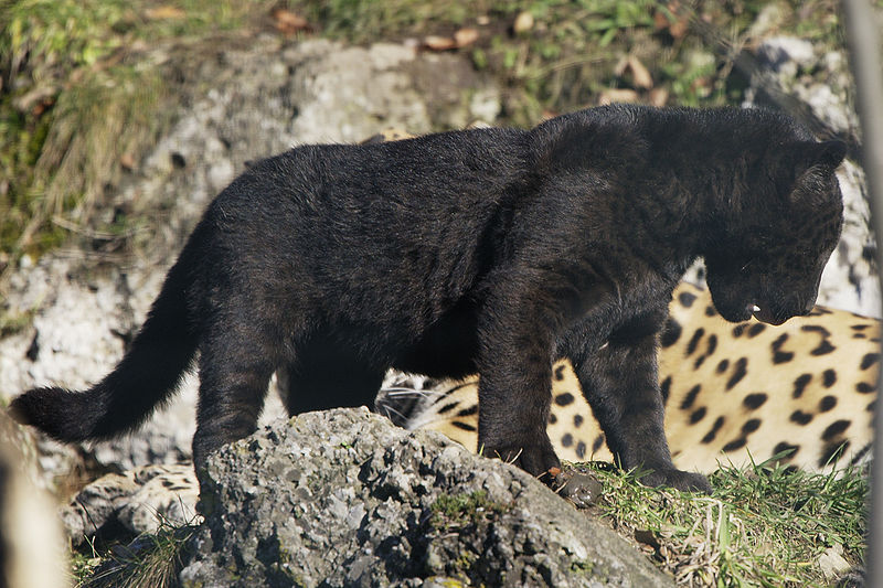Photo by Matthias Kabel Melanism in jaguars is a dominant trait. If one parent of this cub was normal-colored, the other parent must have been melanistic.