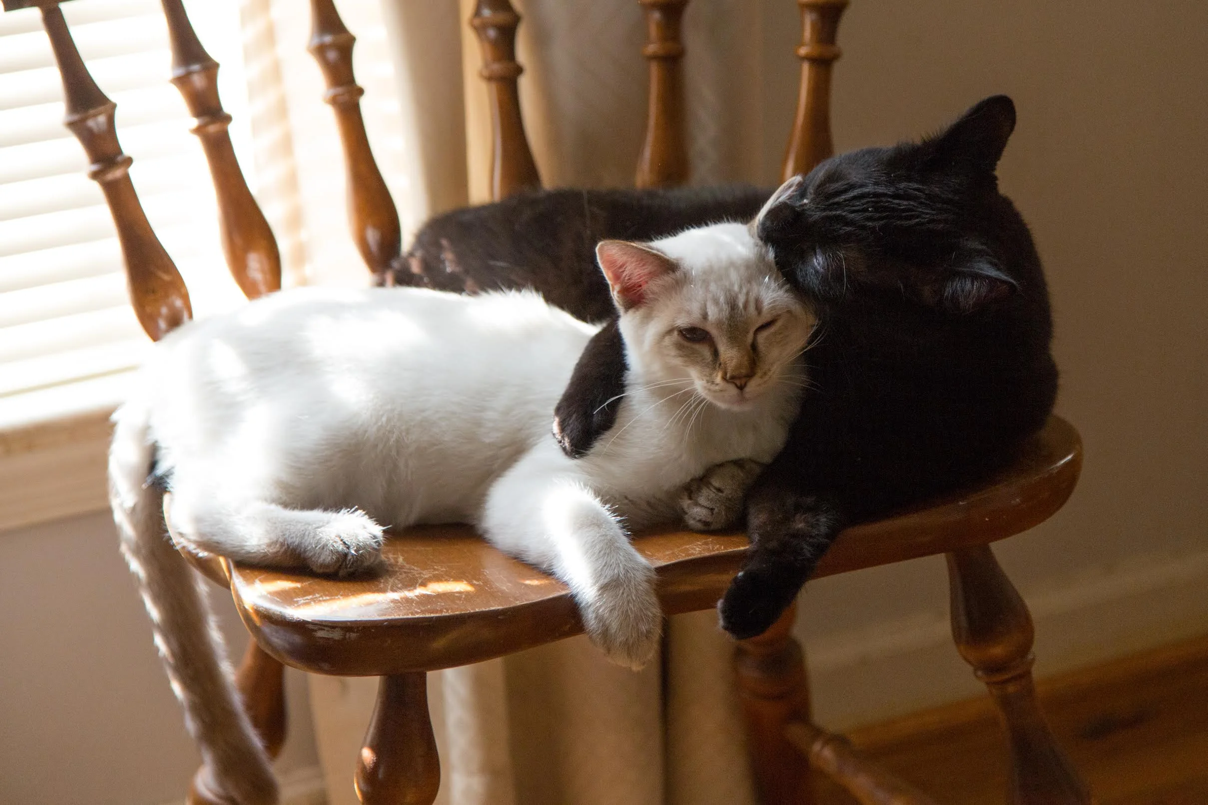 Why Are Black Cats Black?