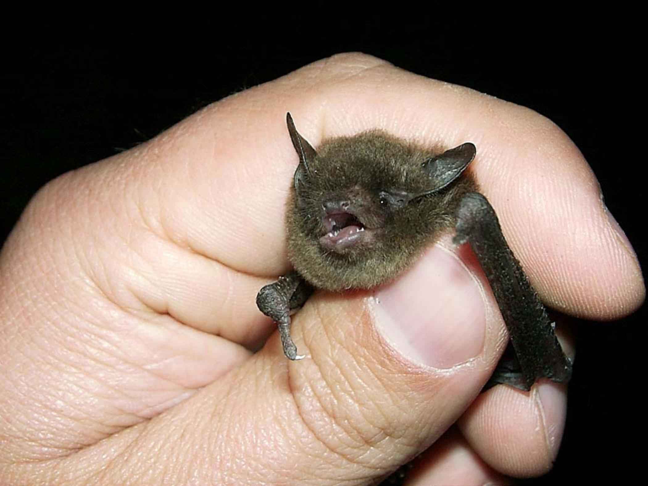 This is not safe bat handling. If a bat needs to be moved, call the experts! If you need to do it yourself, wear thick protective gloves to prevent bites. If you ever find a bat in your or your child's bedroom, get vaccinated against rabies. Sometimes people don't notice when a bat has bitten them in their sleep.