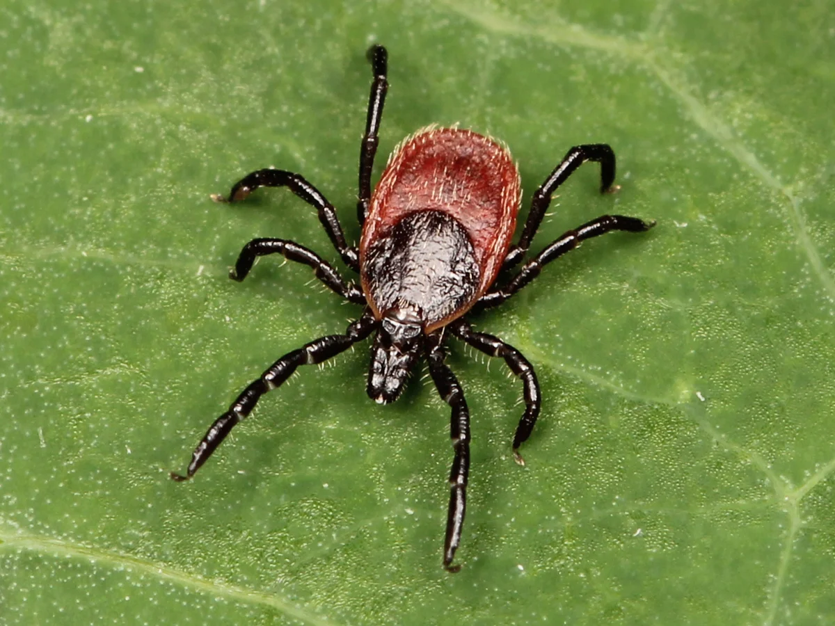 If you ever are bitten by a tick, save the tick after you remove it. Doctors can test the tick for Lyme disease to see if you might be infected.