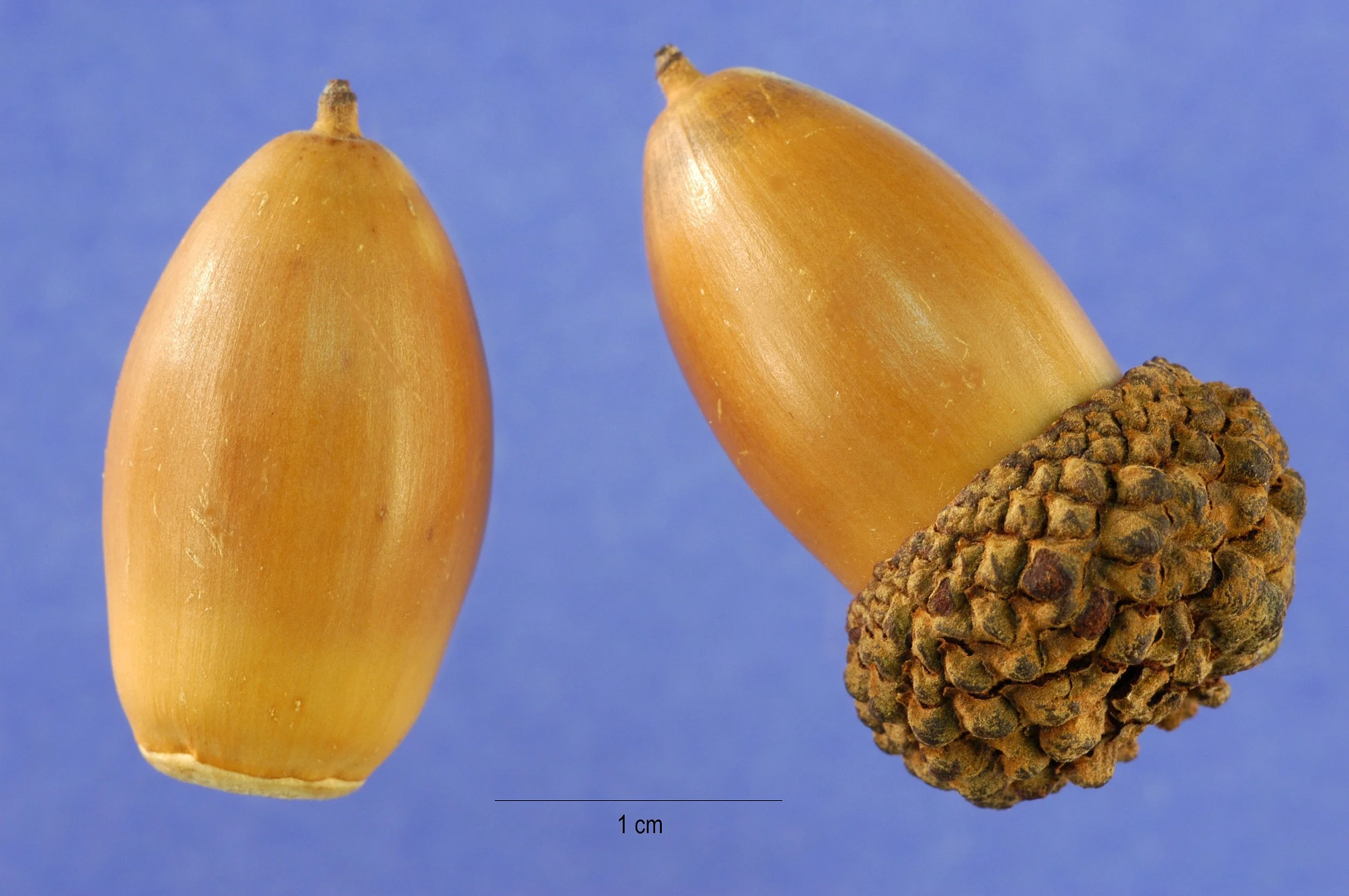 The acorn of the white oak is low in tannin and has a pleasant nutty flavor. These acorns are favored by humans and animals alike.