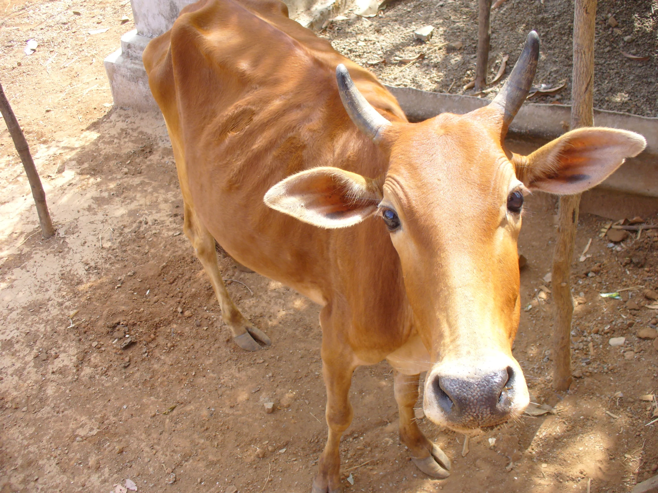 Sudden death can occur in cows that have eaten too many acorns. 