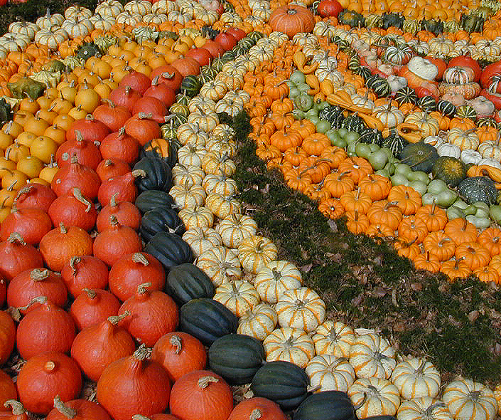 This beautiful rainbow of squashes are all cucurbits and could be considered pumpkins by the USDA definition. Photo by Harald Bischoff