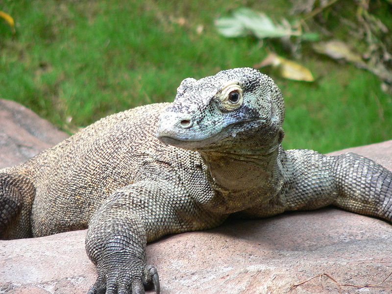 Photo by Raul654 Female komodo dragons can reproduce asexually if no males are available. 