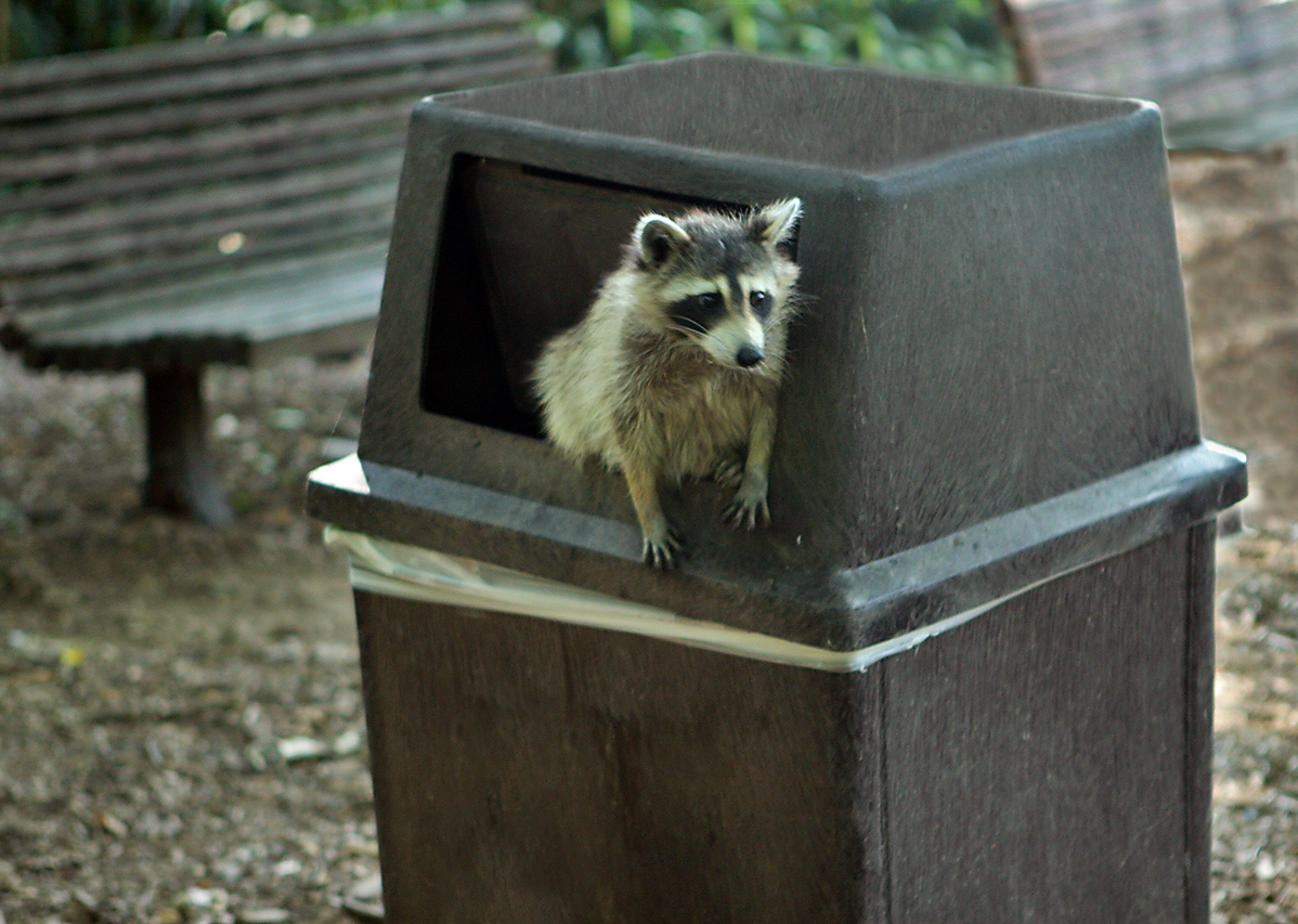 Photo by Steve Most raccoons are nocturnal, but trash is so abundant that some populations of raccoons have shifted to feeding during the day. Could we be witnessing the birth of a new species of daytime raccoons?