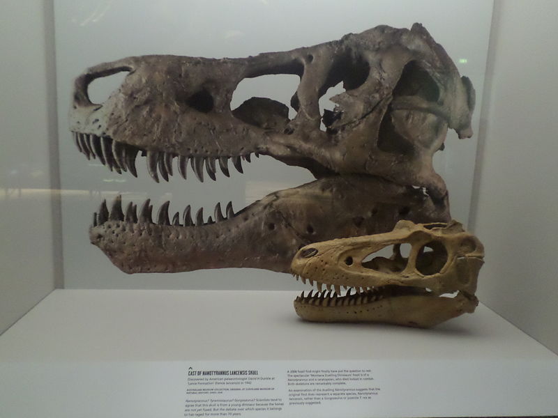 Photo by Tony Cairns The small skull is a young Tyrannosaurus, but paleontologists thought it was a new species when they first discovered it.