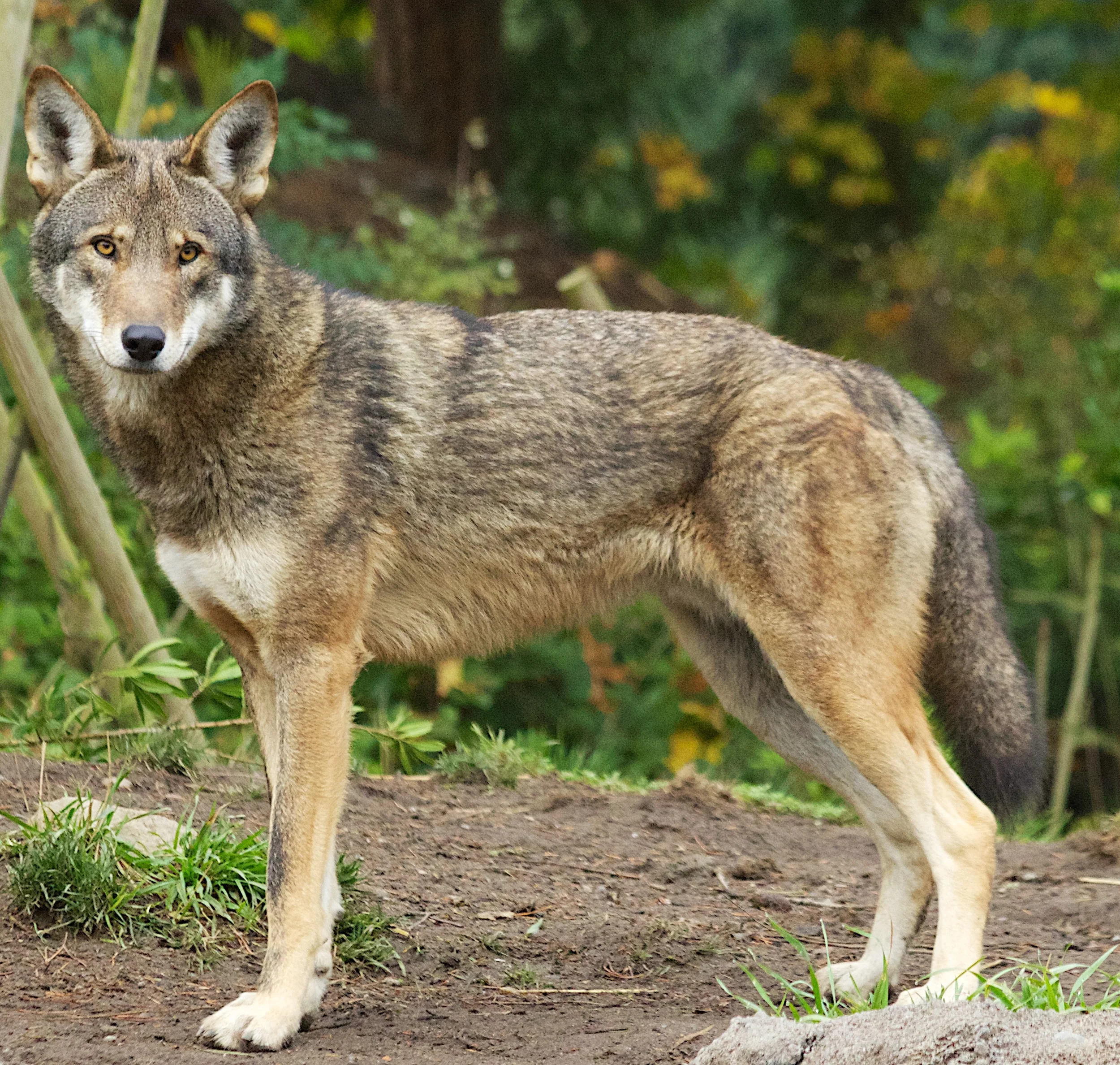 The Imperfect Concept of Species