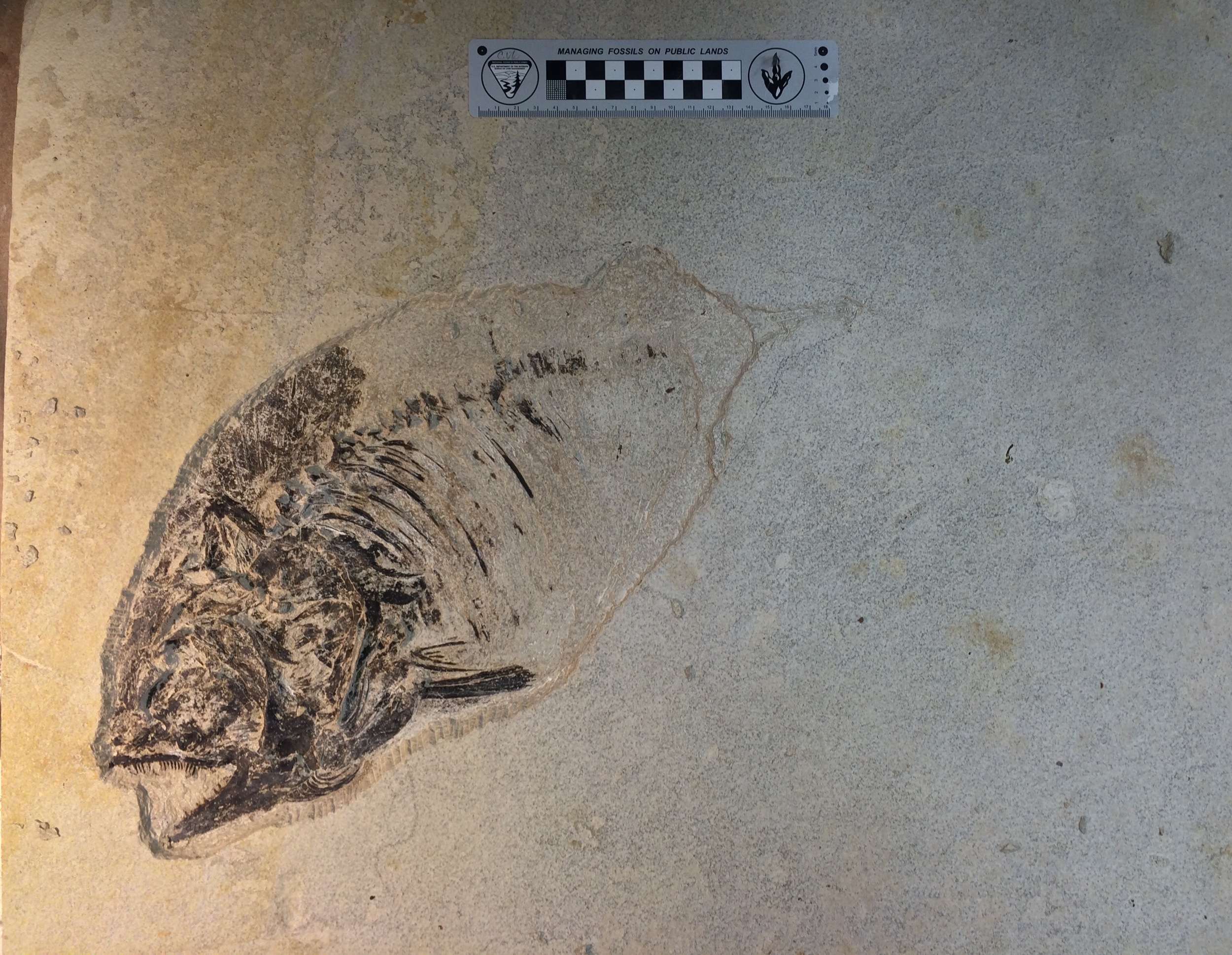 How to Prepare a Phareodus