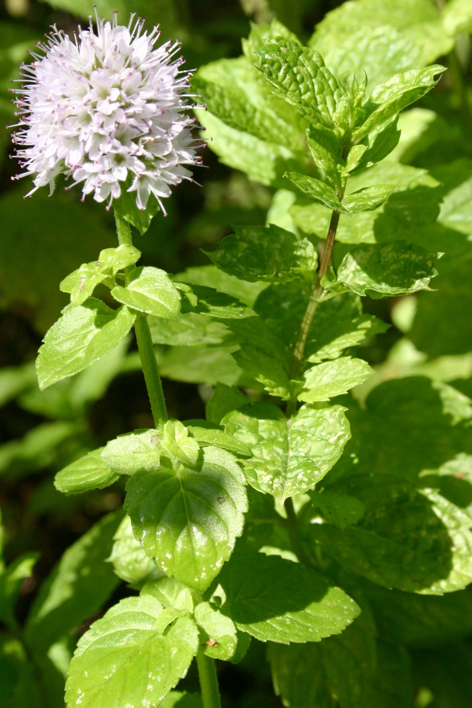 Photo courtesy of FoeNyx Mint is common in cultivation and in the wild across Australia, Europe, Asia, Africa, and North America. 