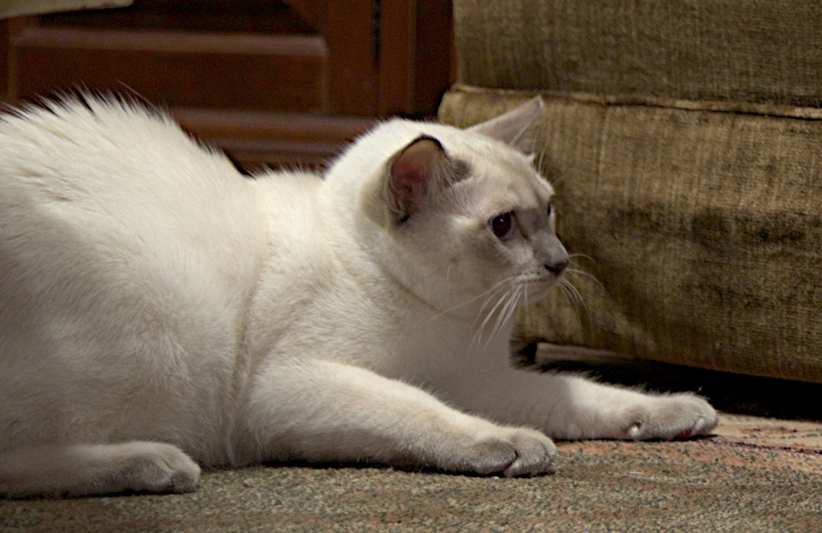Courtesy of Joseph Dzikiewicz Raised fur and an arched back are part of the posture of a frightened cat. 