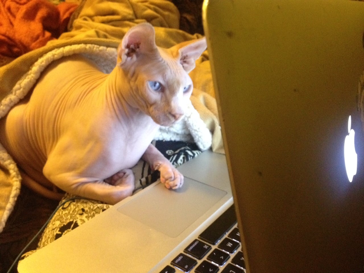 Some very pampered cats live in Connecticut too.