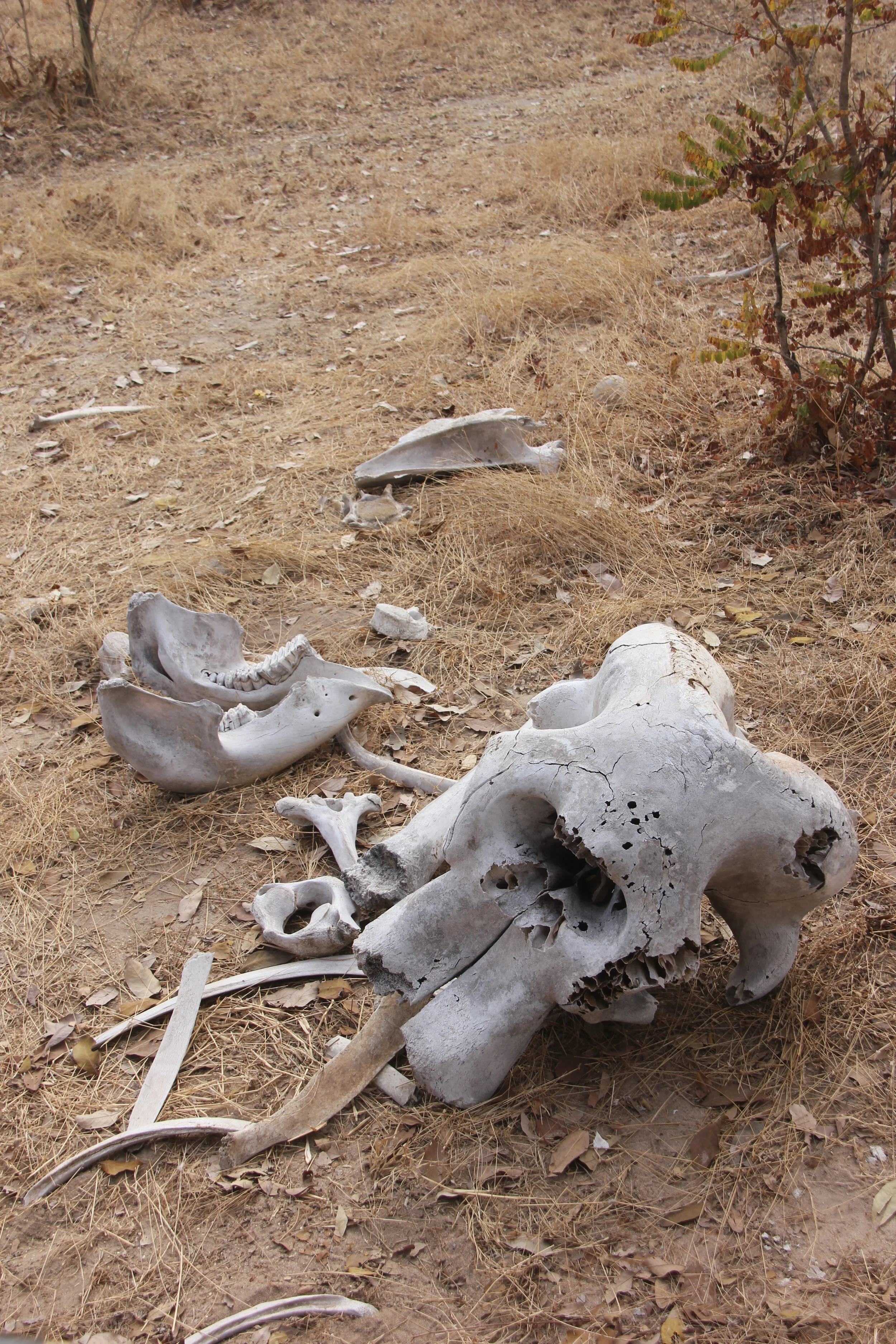 Courtesy of Laika Ac Elephants are one of the few animals that display mourning behavior with their dead.