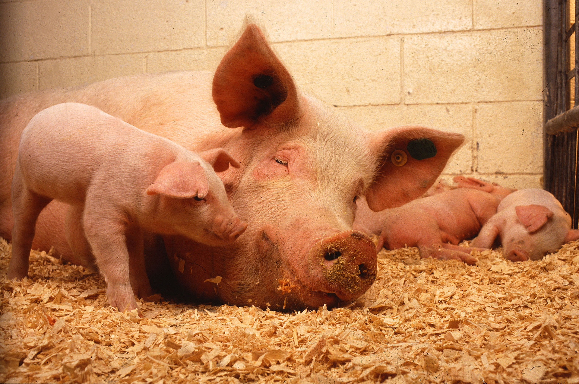 Pigs are as intellectually complex as dogs and apes on some measures. 