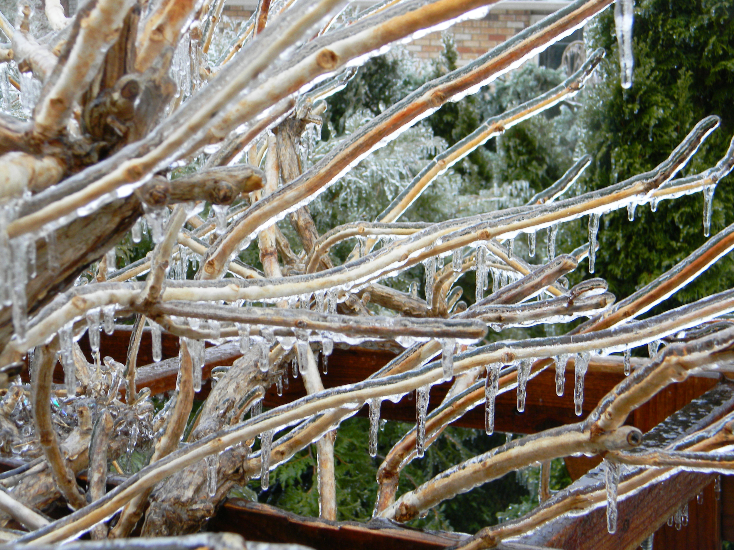 Courtesy of Laslovarga A lot of branches break under the stress of freezing rain.