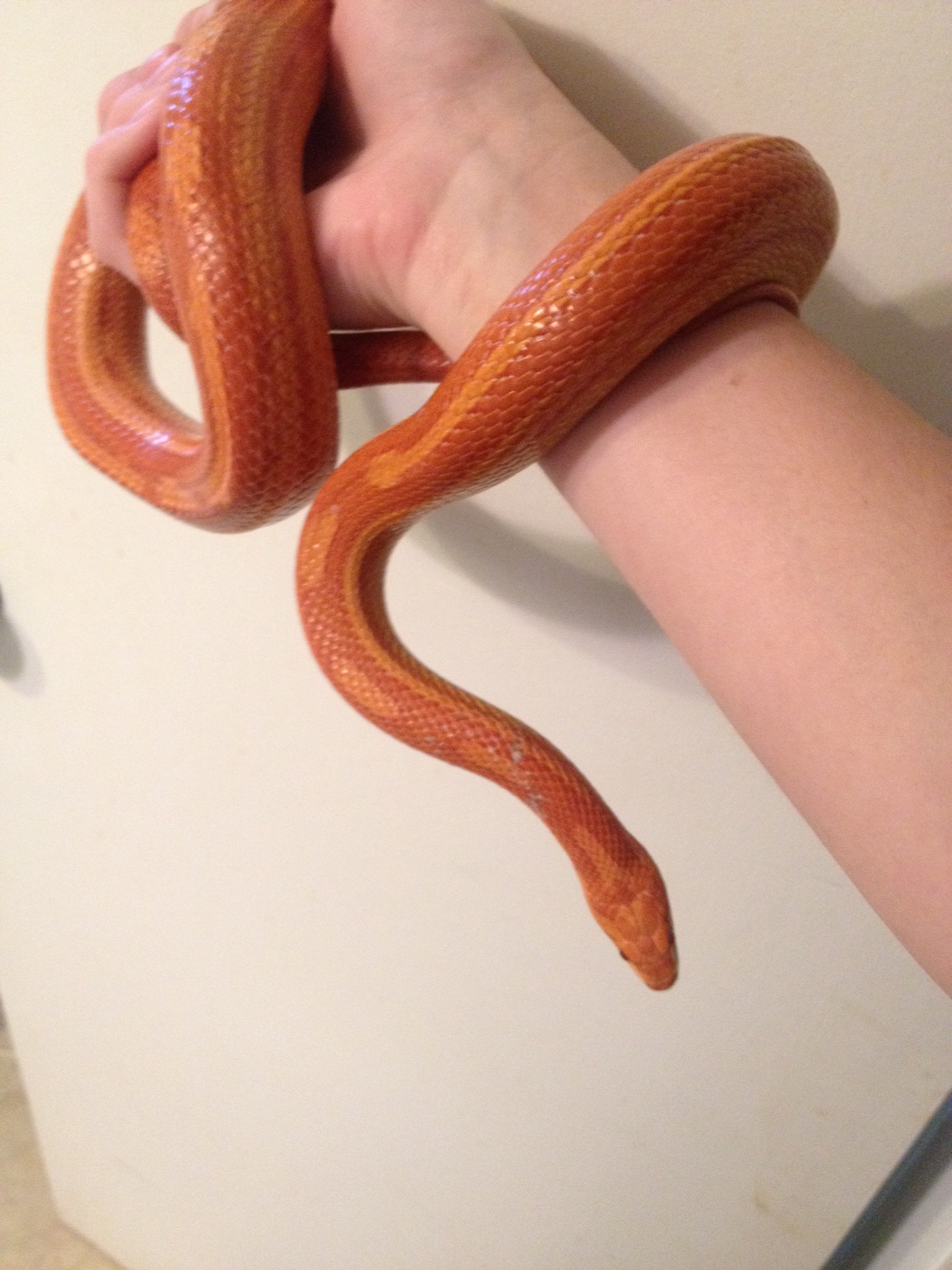Corn snakes live mainly in the southeastern US but can be found as far north as New Jersey. They are one of the best snakes for families or beginner reptile keepers and come in a variety of colors, or morphs.