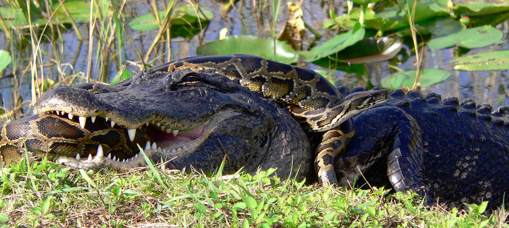 In the Everglades, sometimes an alligator will eat a python, but other times the python eats the alligator!