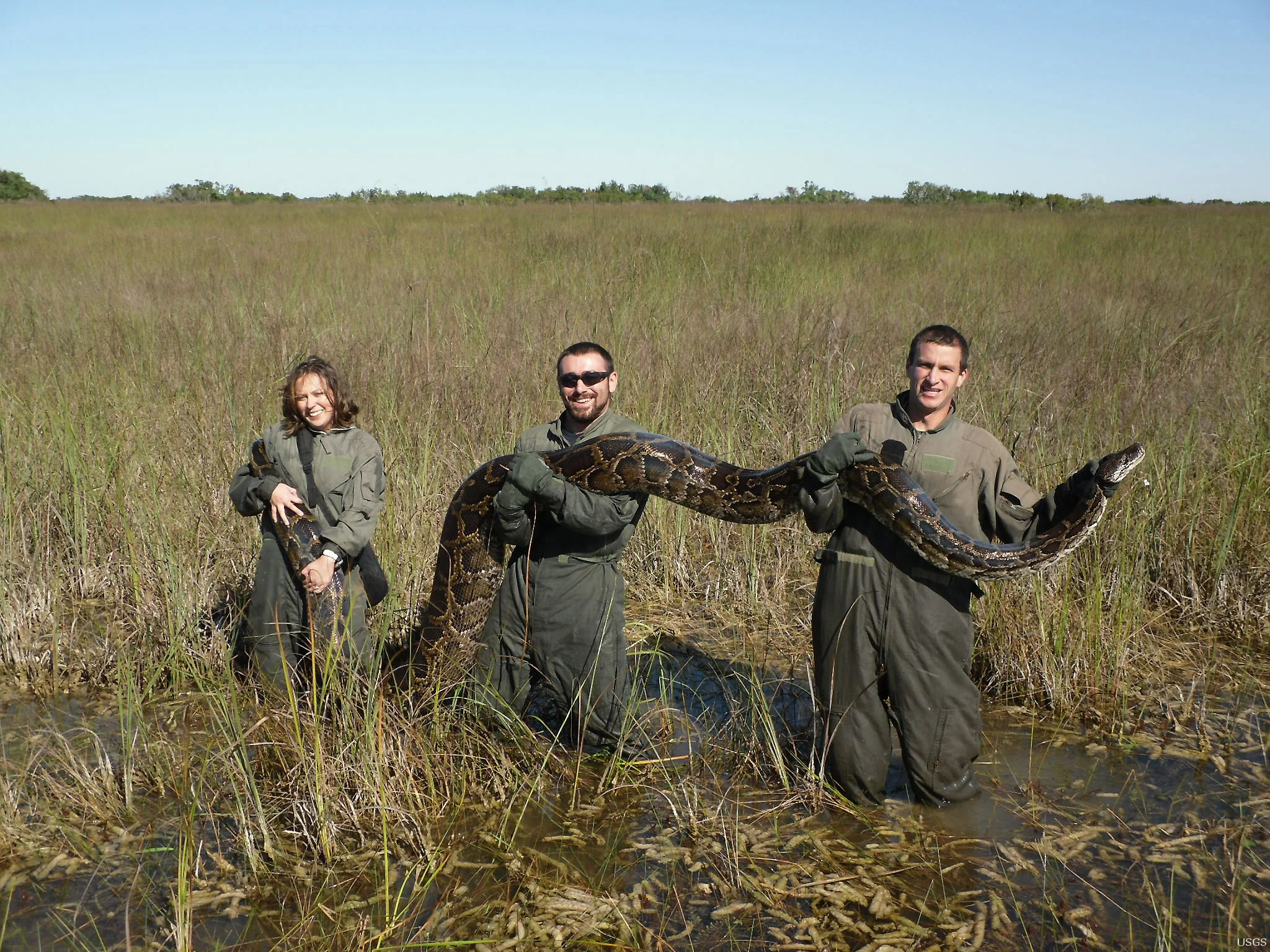 This 162 lb python was captured in the Everglades in 2009.