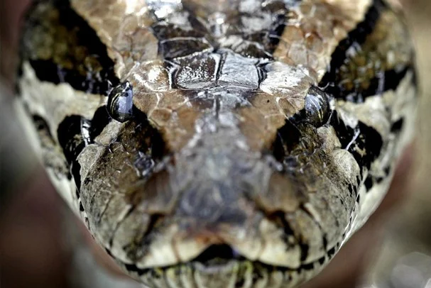 Skins and Stories about the Burmese Python