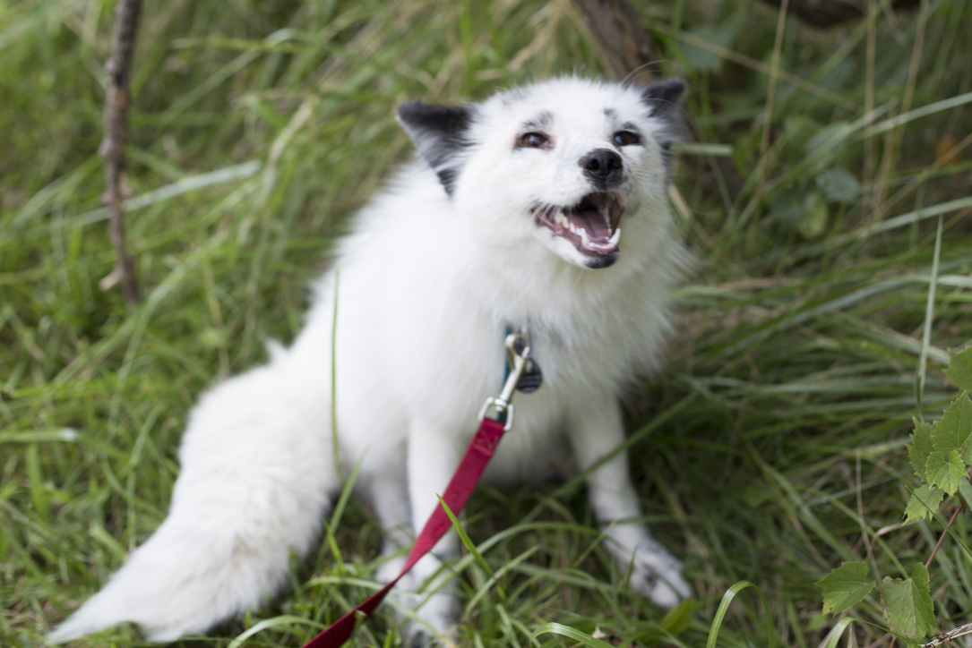 Courtesy of Kay Fedewa This domesticated red fox enjoys going on walks!