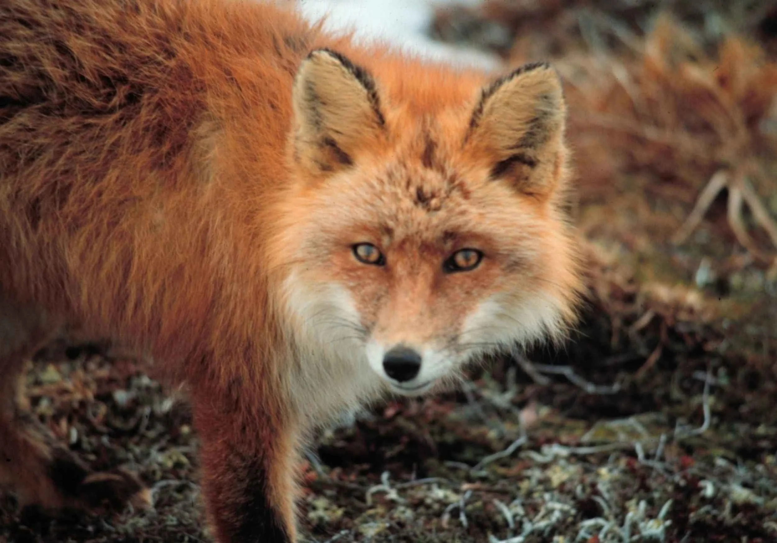 Wild red foxes tend to avoid humans.