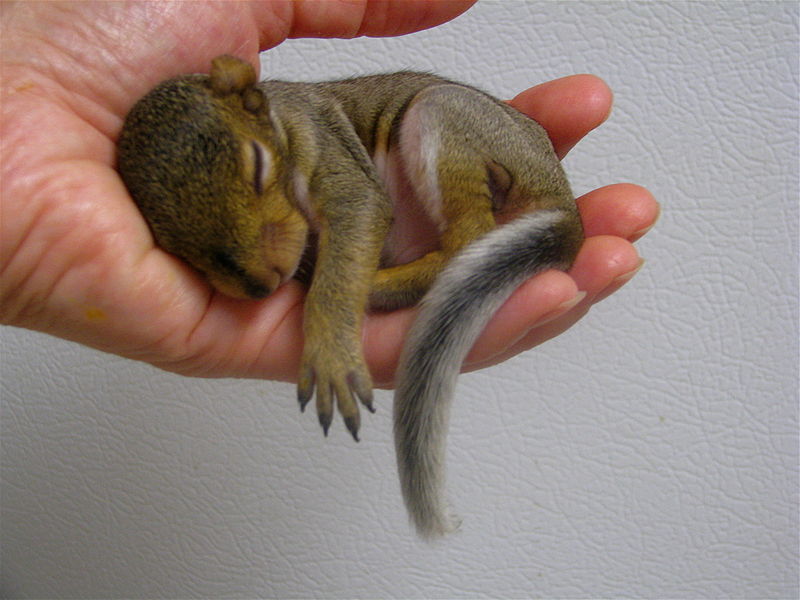Courtesy of Audrey Take a look at this baby squirrel. Your performance has now improved.
