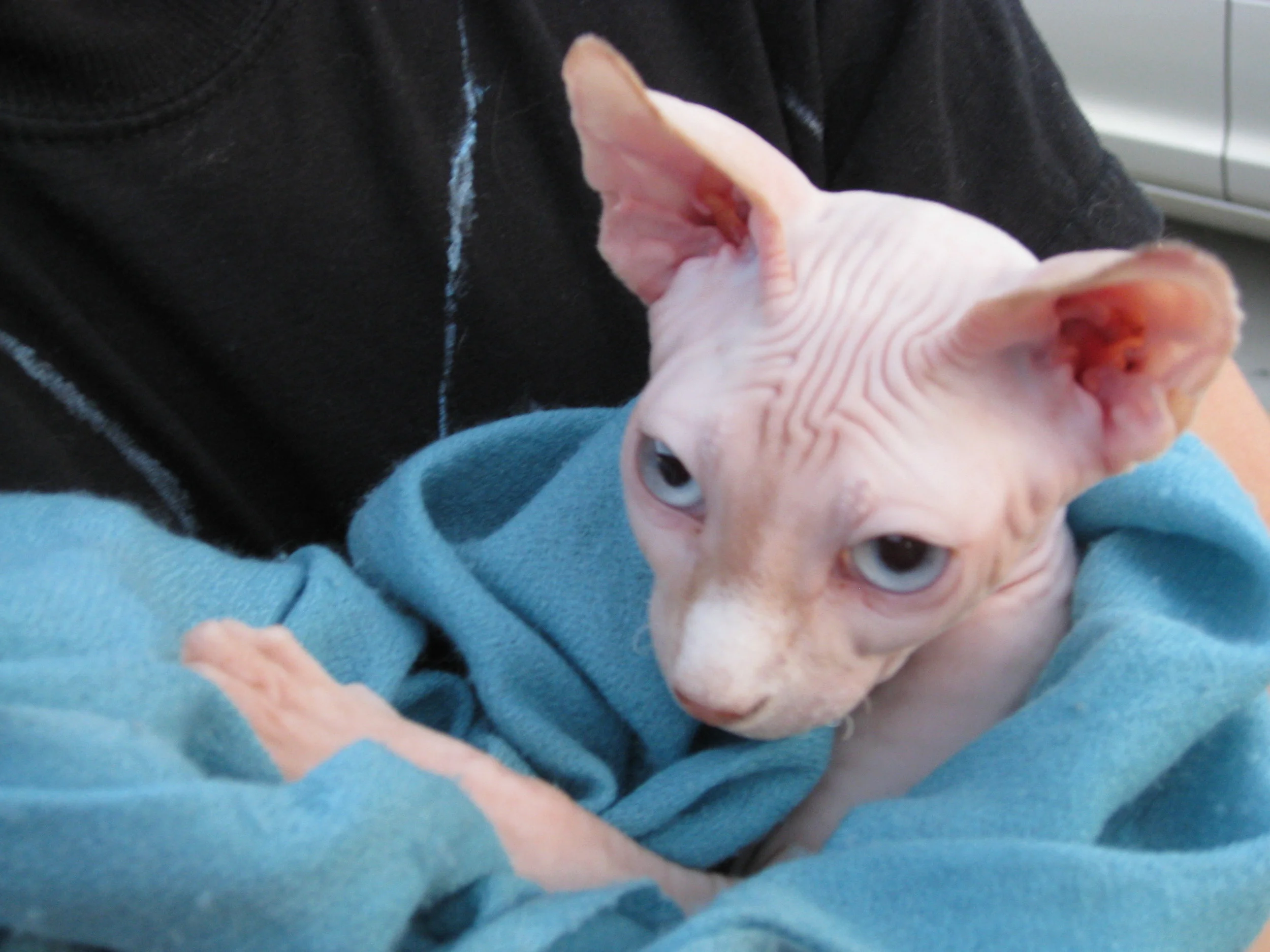 Or maybe this hairless kitten will do the trick