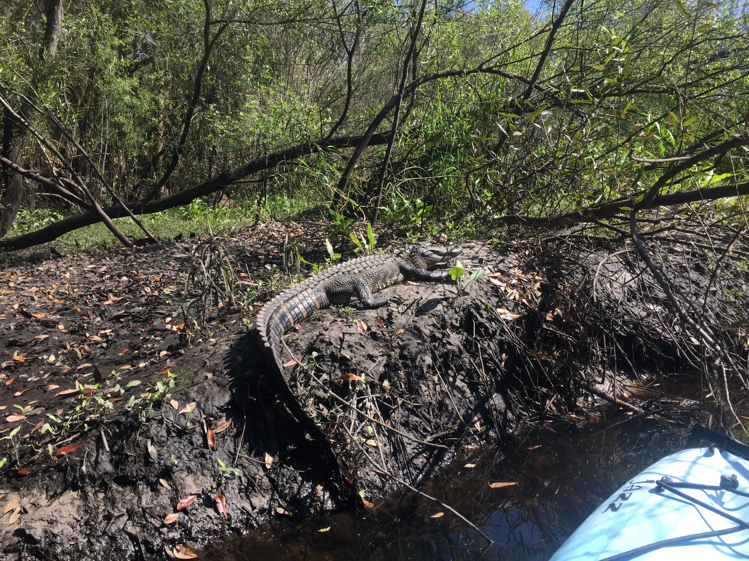 Juvenile alligator basking.