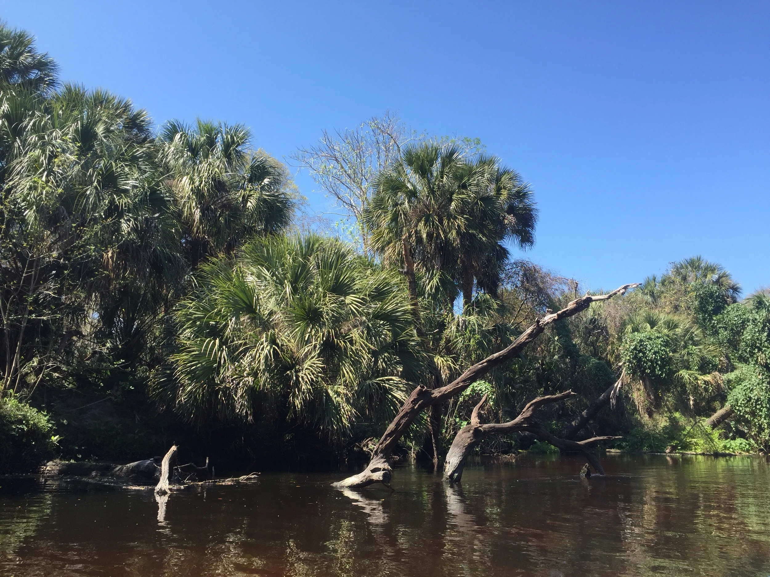 The river had many snags that were just right for basking turtles.