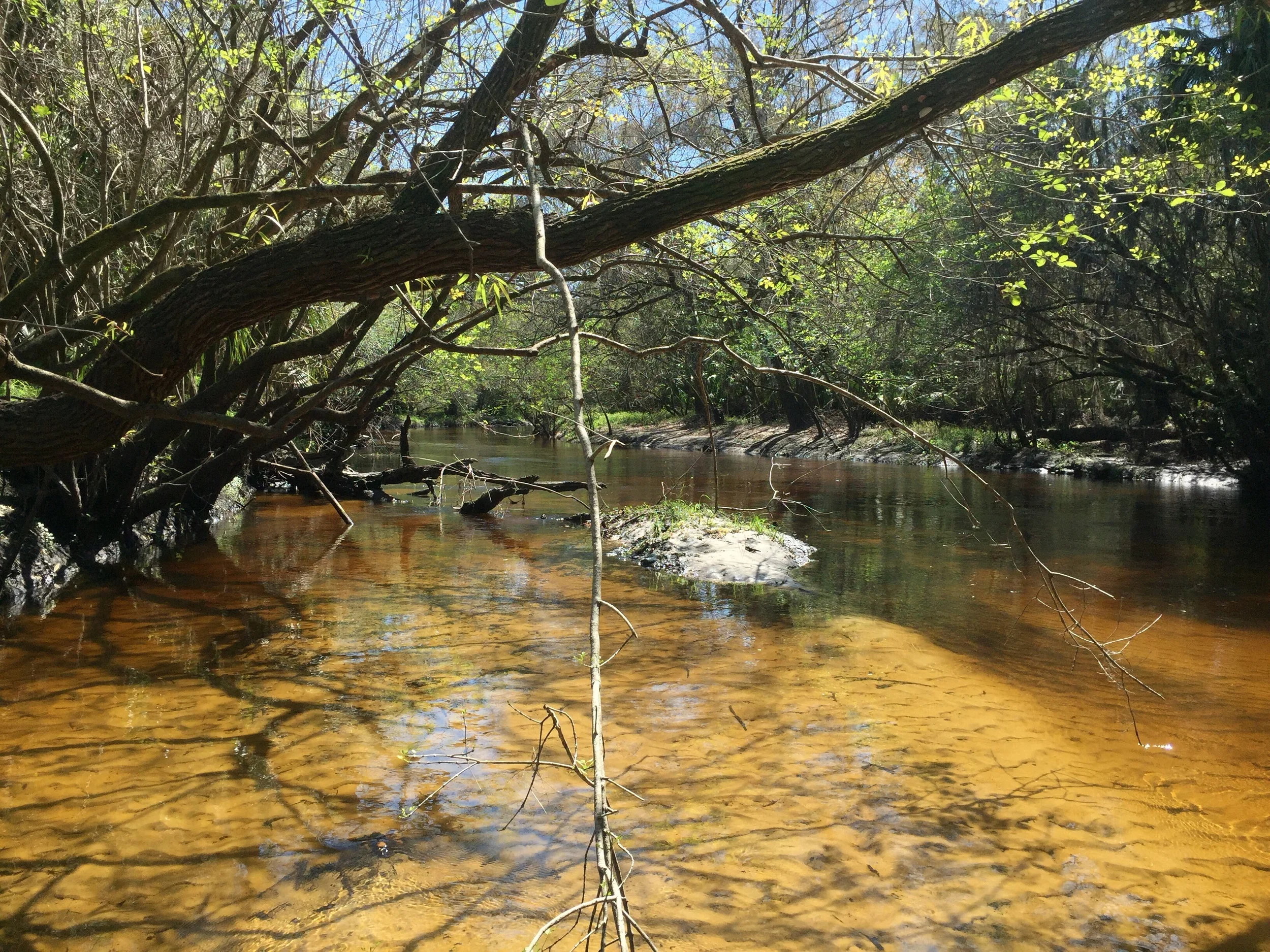 The river was quite shallow in spots.