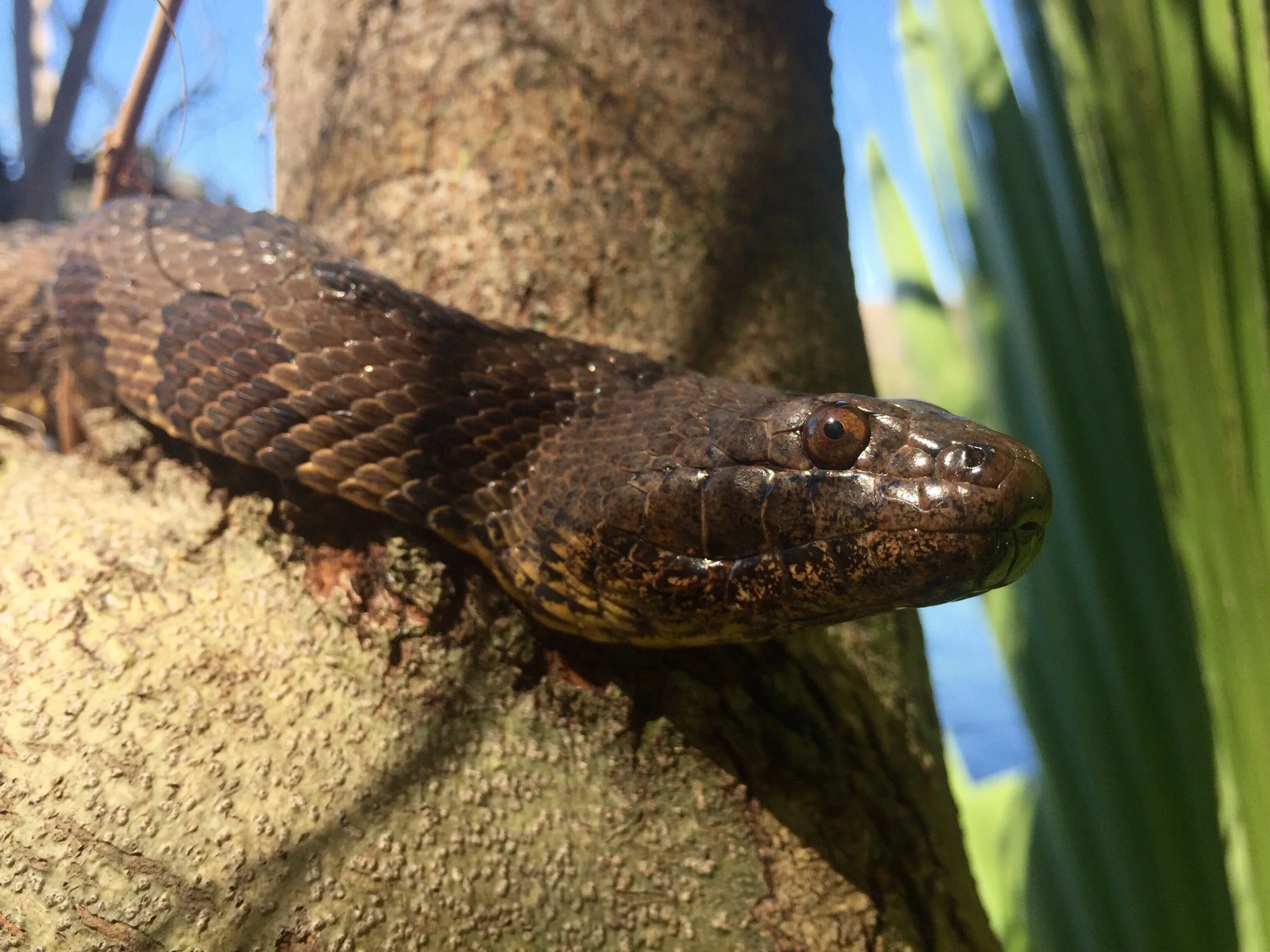 Close up of the head of a large brown water snake.